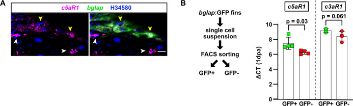 Figure 5—figure supplement 1.