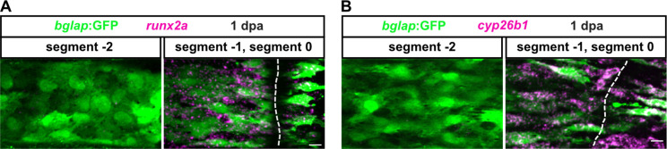 Figure 1—figure supplement 1.