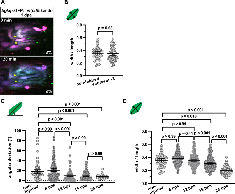 Figure 2—figure supplement 1.