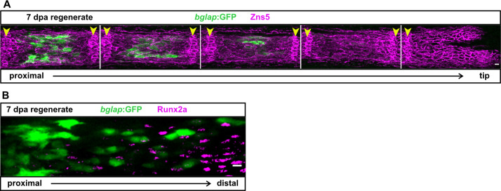 Figure 2—figure supplement 2.