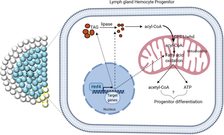 Figure 2—figure supplement 2.