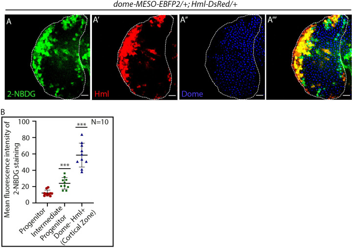 Figure 5—figure supplement 1.