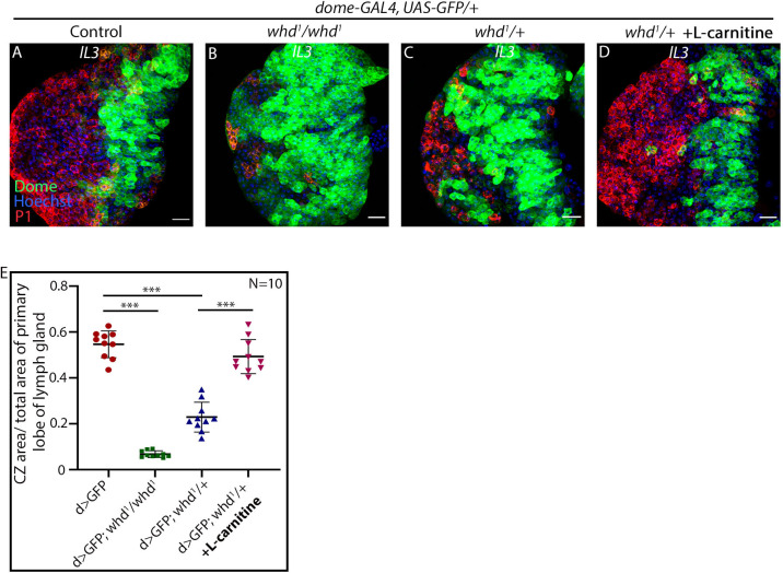 Figure 4—figure supplement 1.