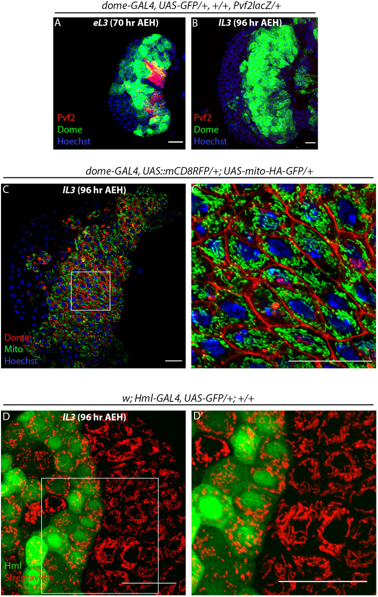 Figure 1—figure supplement 1.