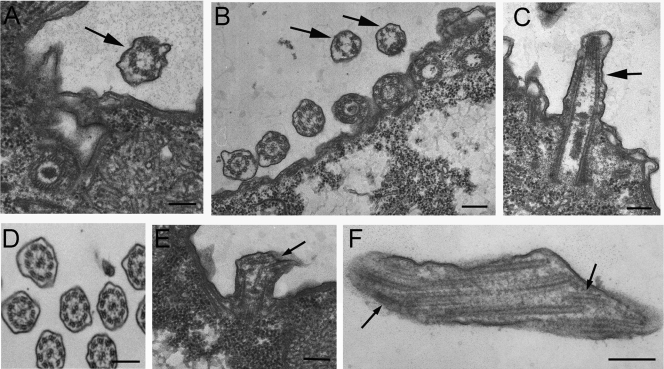 FIG. 6.