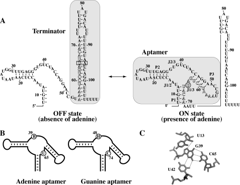 FIGURE 1.