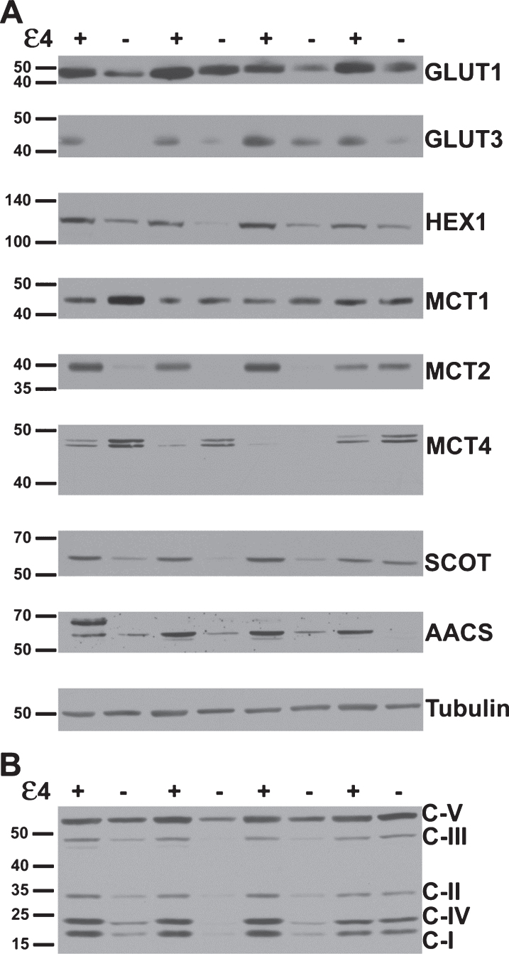 Fig.1