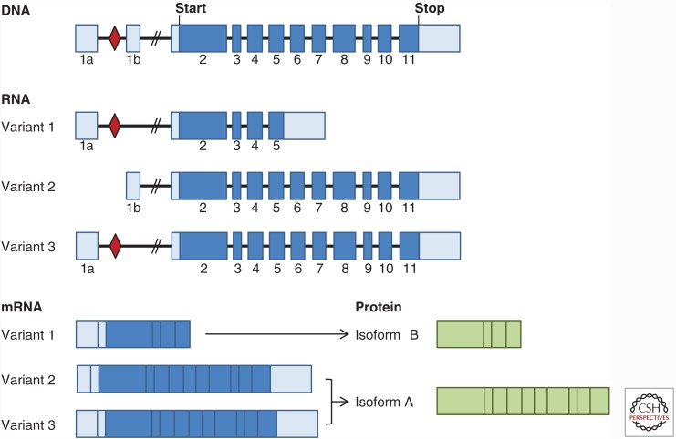 Figure 1.