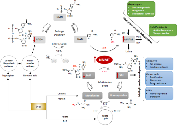 Figure 1