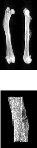 graphic file with name 13018_2022_3276_Fige_HTML.gif