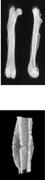 graphic file with name 13018_2022_3276_Figd_HTML.gif