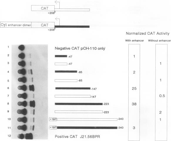 graphic file with name molcellb00001-0834-a.jpg