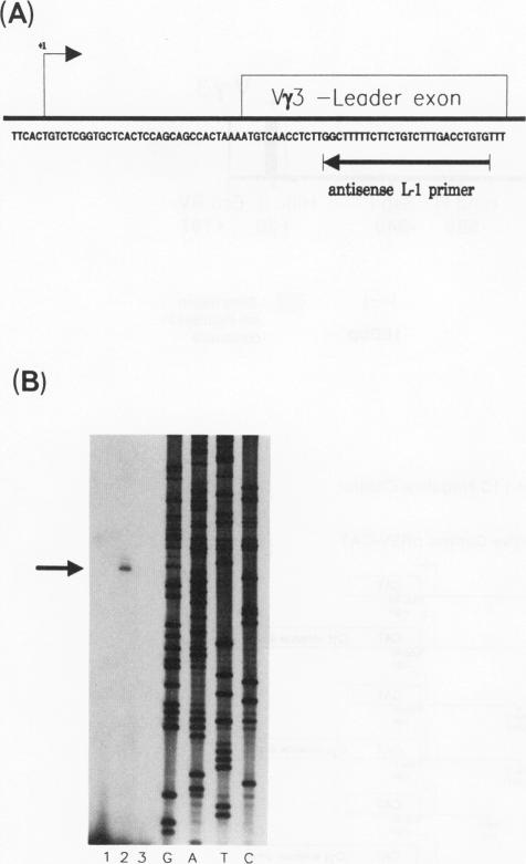 graphic file with name molcellb00001-0831-a.jpg