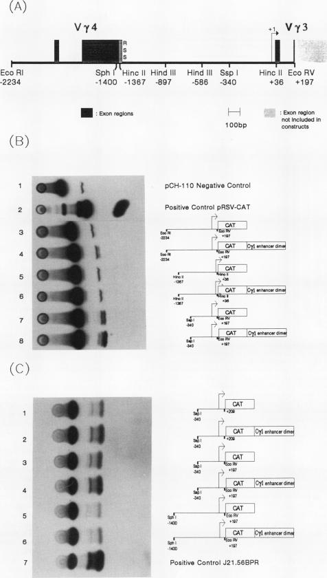 graphic file with name molcellb00001-0832-a.jpg