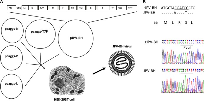 Fig 6