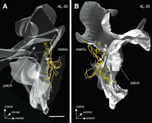 Fig. 8