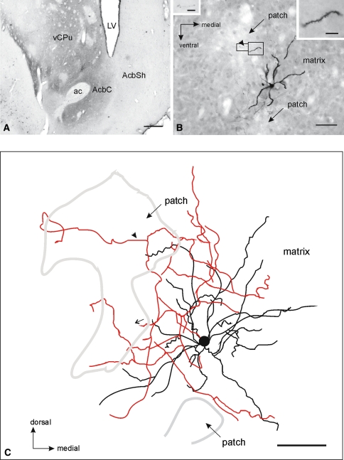 Fig. 7