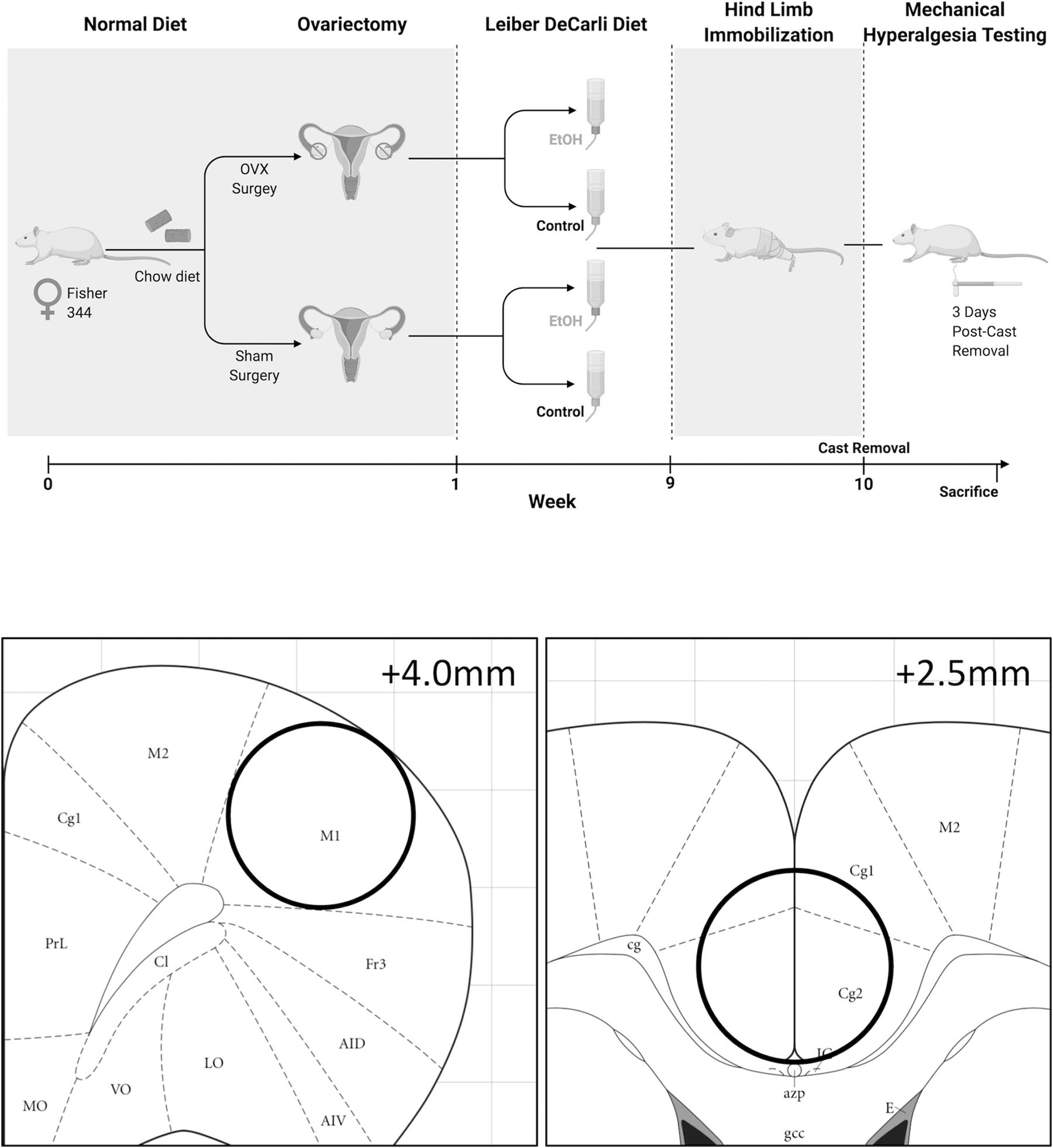 Figure 1: