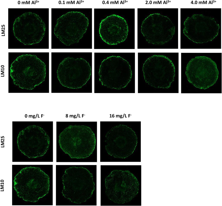 Fig. 9