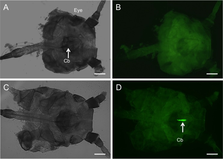 FIG 2