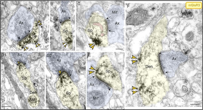 Fig. 9