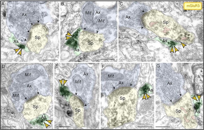 Fig. 10