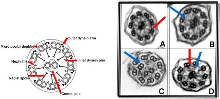 Fig. 1