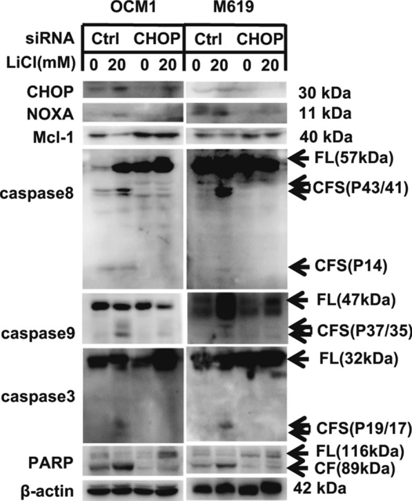 Fig. 5