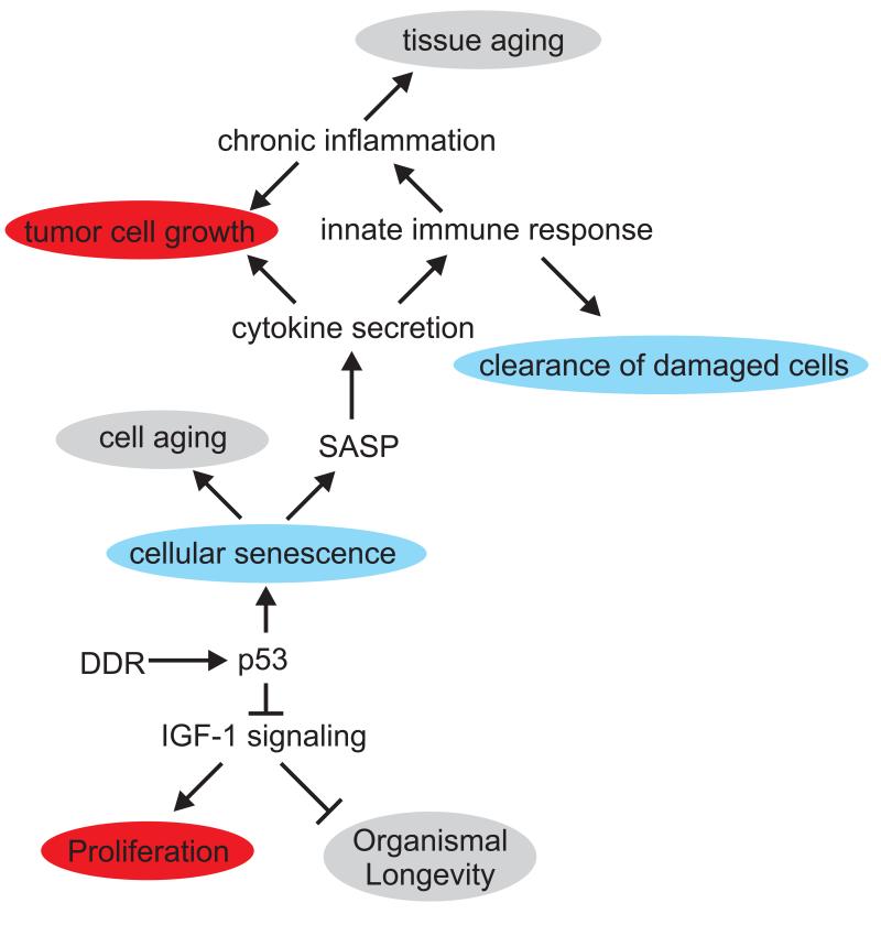 The p53 network: Cellular and systemic DNA damage responses in aging ...