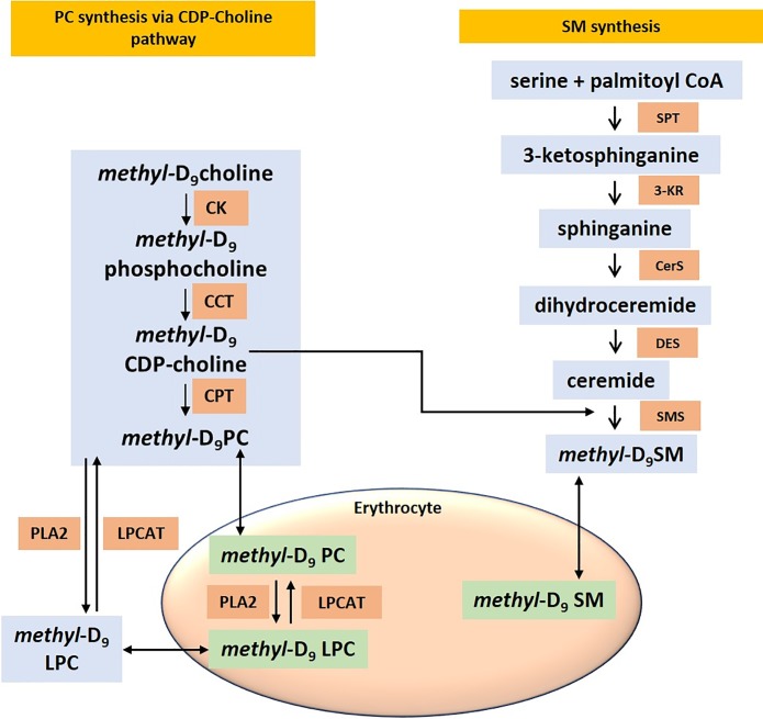 Fig 3