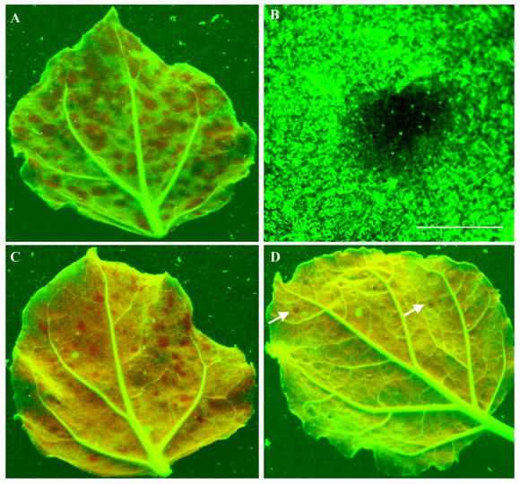 FIG. 2.