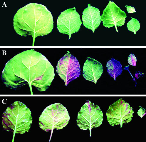 FIG. 4.