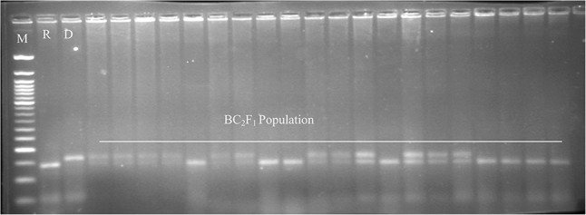 Fig. 5