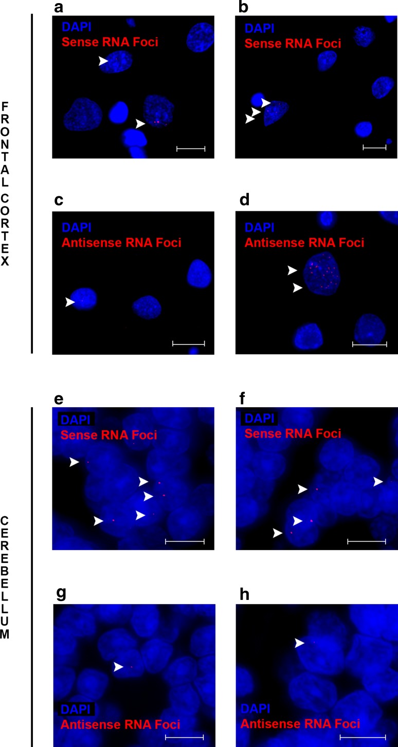 Fig. 2