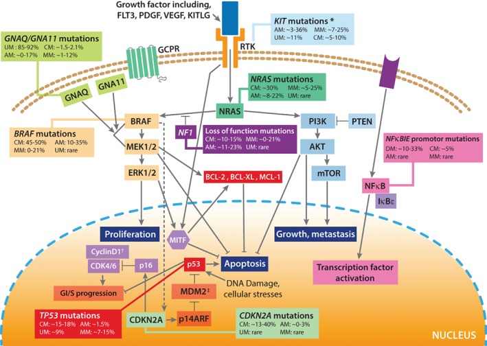 PATH-5213-FIG-0002-c