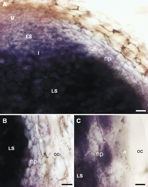 Fig. 5