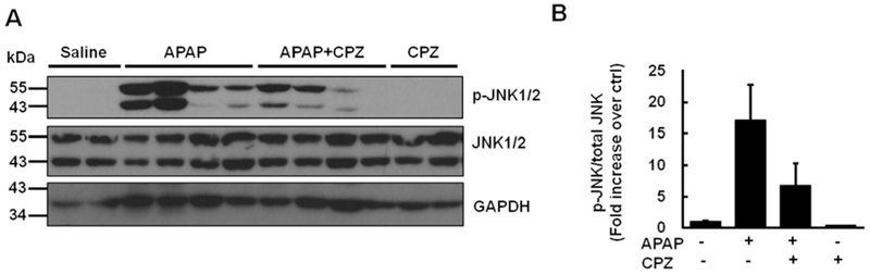 Fig. 8.
