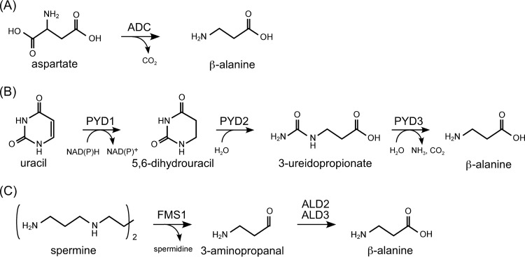 FIG 1