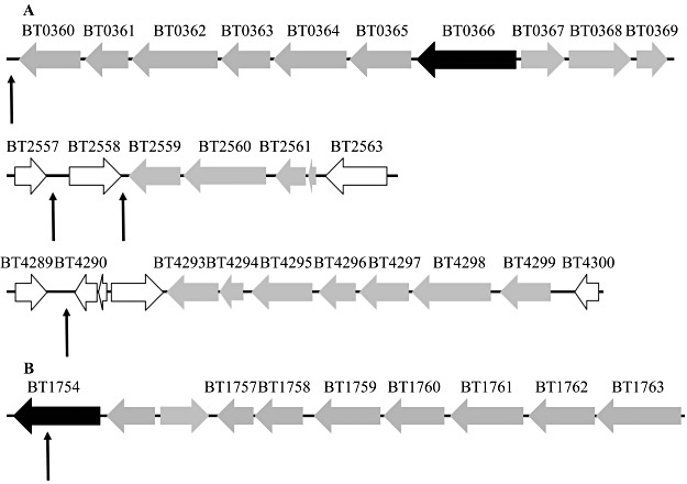 Fig. 8