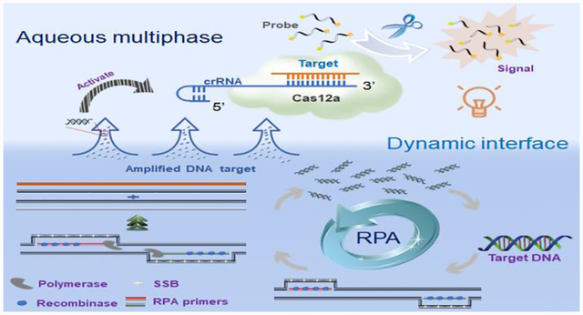 graphic file with name nihms-1638640-f0001.jpg