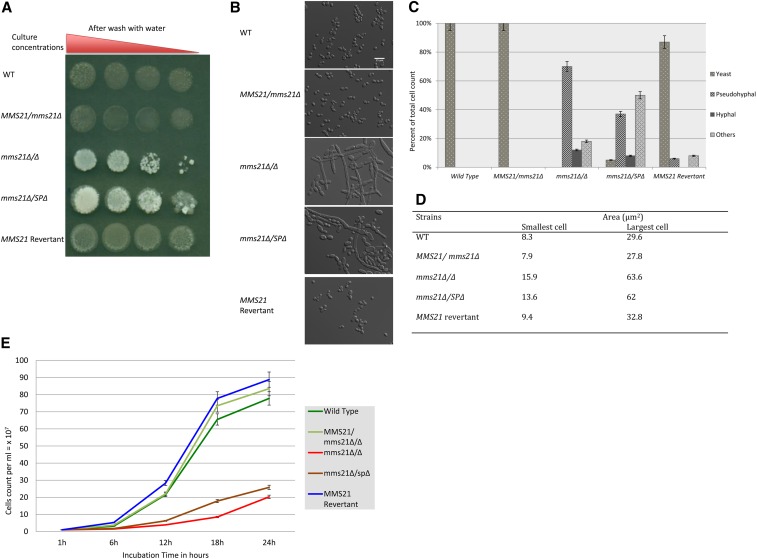 Figure 4