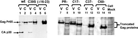 FIG. 2.