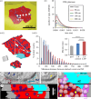 Relationship of strong versus weak AZ to AMPAR open response profiles and the effects of LTP on docked vesicle positions relative to nascent zones.