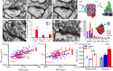 Evidence that nascent zone plasticity mediates the saturation and recovery of LTP.