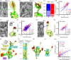 Effects of LTP on sentinel spines and dendritic resources that enable maximum synapse enlargement and spine clustering.