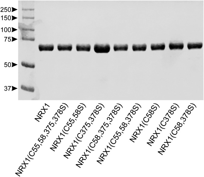 Fig. S1.