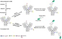 Strategy used to target specifically the Fab glycans of an antibody for site-specific conjugation of a label or a drug.