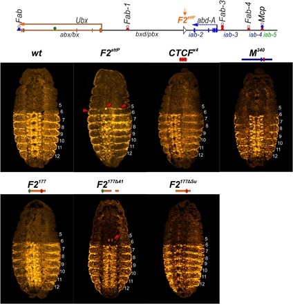 Fig. 6