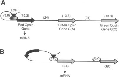 graphic file with name pnas01094-0357-a.jpg