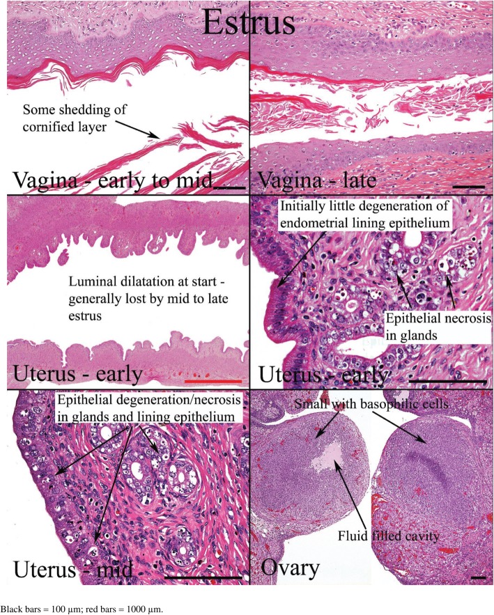 Fig. 12